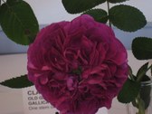 Enlarge photo 178