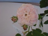 Enlarge photo 181