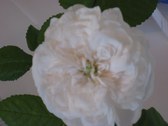 Enlarge photo 183