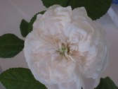 Enlarge photo 184