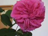 Enlarge photo 186