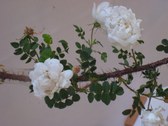 Enlarge photo 194