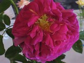 Enlarge photo 202