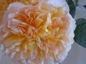 Enlarge photo 208