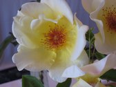 Enlarge photo 212