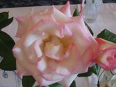 Enlarge photo 216