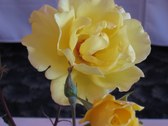 Enlarge photo 218