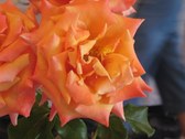 Enlarge photo 220