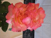 Enlarge photo 222