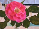 Enlarge photo 224