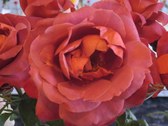 Enlarge photo 226
