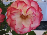 Enlarge photo 228