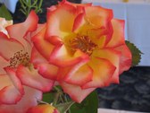 Enlarge photo 230
