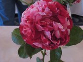 Enlarge photo 232
