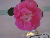 Enlarge photo 235