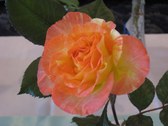 Enlarge photo 239