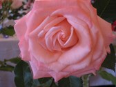 Enlarge photo 241