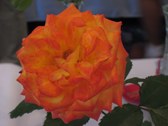 Enlarge photo 243