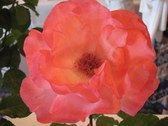 Enlarge photo 247