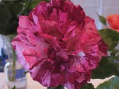 Enlarge photo 249