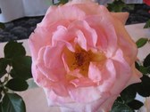 Enlarge photo 257