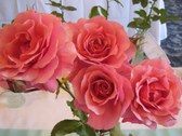 Enlarge photo 261