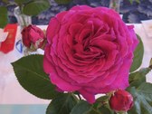 Enlarge photo 263