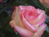 Enlarge photo 265