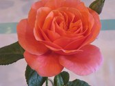 Enlarge photo 267
