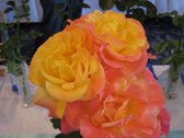 Enlarge photo 269