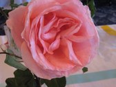 Enlarge photo 271