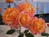 Enlarge photo 273