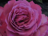 Enlarge photo 276