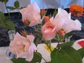Enlarge photo 278
