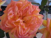 Enlarge photo 282
