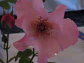 Enlarge photo 284