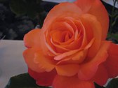 Enlarge photo 286