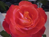 Enlarge photo 288