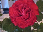 Enlarge photo 292