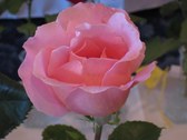 Enlarge photo 294