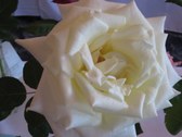 Enlarge photo 304
