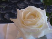 Enlarge photo 308