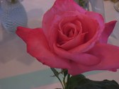 Enlarge photo 312