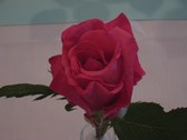 Enlarge photo 314
