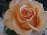 Enlarge photo 320