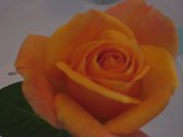 Enlarge photo 322