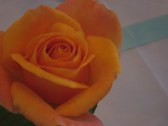 Enlarge photo 323