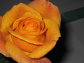 Enlarge photo 324