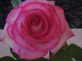 Enlarge photo 328