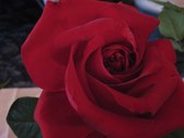 Enlarge photo 330